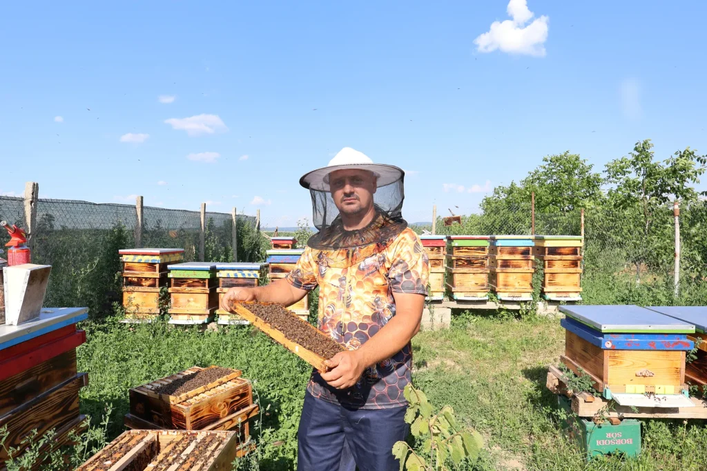 Apicultor cu mască de protecție ținând o ramă cu albine la Prisaca Rotunzii